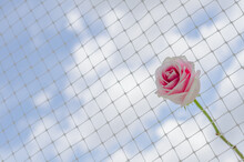 Close-up Of Pink Rose On The Net With Cloud And Blue Sky Background.