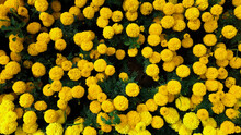 Full Frame Shot Of Yellow Flowering Plants