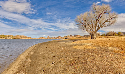 Wall Mural - Lone Tree on the Shore of Watson Lake AZ