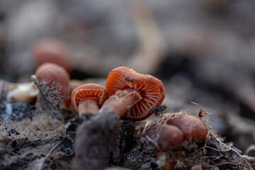 Wall Mural - tiny young Tubaria furfuracea mushrooms in spring forest