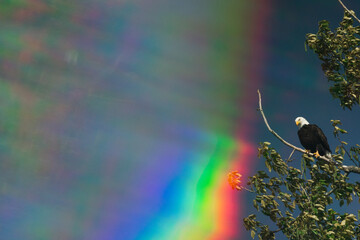 view from below of a bald eagle in a tree with a reflected rainbow