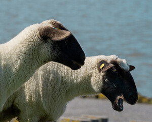 Wall Mural - Closeup shot of two black white sheep and a sea beackground