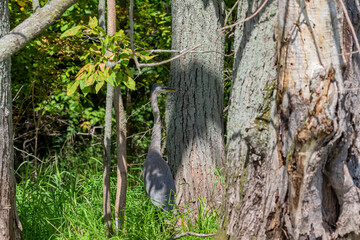 Sticker - Young Great blue heron ( Ardea cinerea ) is the largest American heron hunting small fish, insect, rodents, reptiles, small mammals, birds and especially ducklings.