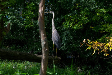 Wall Mural - Great blue heron ( Ardea cinerea ) is the largest American heron hunting small fish, insect, rodents, reptiles, small mammals, birds and especially ducklings.