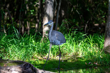 Wall Mural - Great blue heron ( Ardea cinerea ) is the largest American heron hunting small fish, insect, rodents, reptiles, small mammals, birds and especially ducklings.