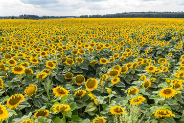 Wall Mural - Sunflower field with cloudy blue sky, aerial bird-eye view.