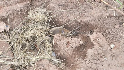 Wall Mural - Mouse near his nest with baby mice sleeping (Mus musculus)