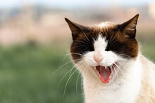 Portrait Of A Cat With Open Mouth On Isolated Outdoor Background.
