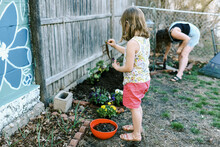 A Mother And Her Child Planting Pansies And Bare Root Strawberries