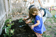 A Mother And Her Child Planting Pansies And Bare Root Strawberries