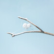 © Cavan Images - A white heart in a spider's web on a branch covered with snow.