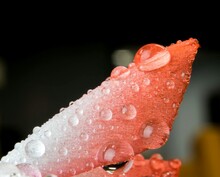 Close-up Of Water Drops On Red Rose