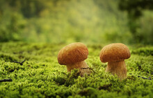 Close-up Of Pennybun Mushrooms Growing In Moss