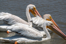 White Pelicans Swimming In Lake