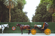 Horses With Carriage Parked On The Street Waiting For Tourists