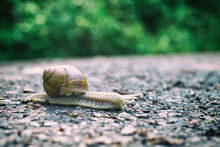 Snail With Large Shell Creeping Over Pavement