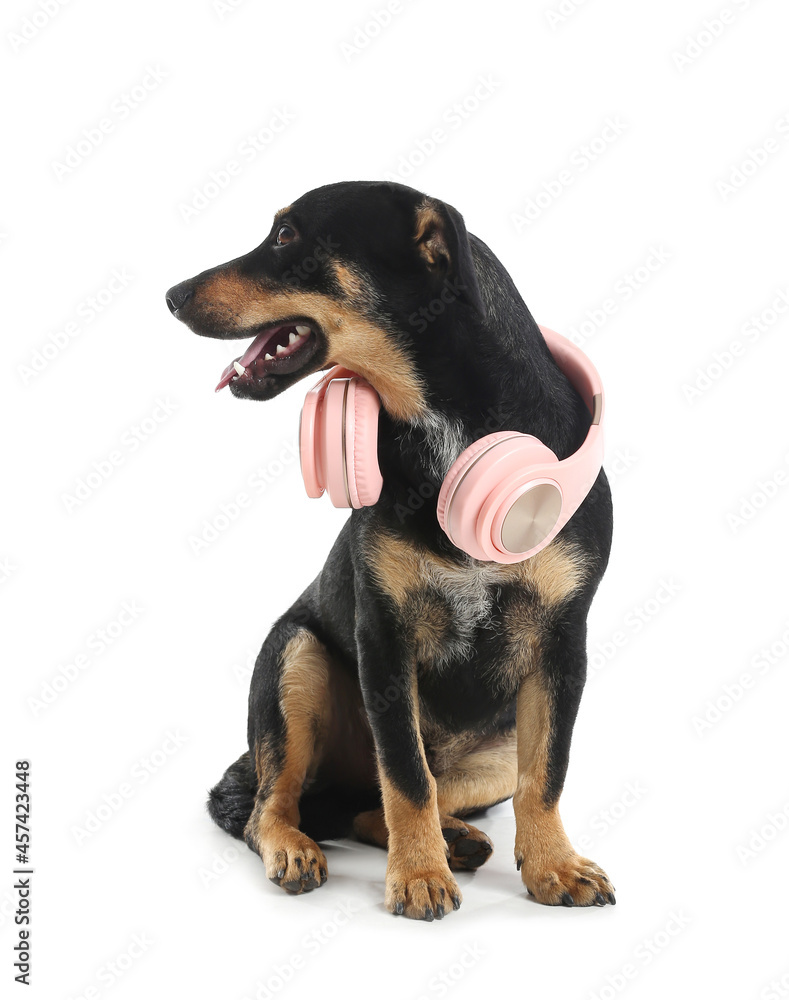 Cute dog with headphones on white background