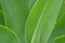 Close-up Of Green Leaves