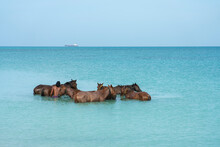 Man Washing His Horses In The Turquoise Water In The Atlantic Ocean.