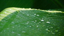 Close-up Of Wet Leaves On Rainy Day