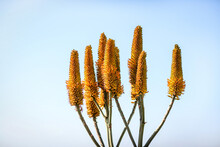 Aloe Flowers Against Blue Sky