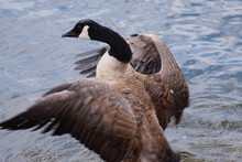 High Angle View Of Canada Goose Swimming In Lake