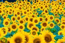 Full Frame Shot Of Sunflower