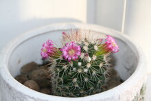 Close-up Of Potted Flowering Cactus