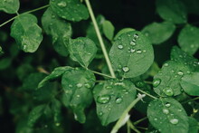 Close-up Of Wet Plant Leaves During Rainy Season