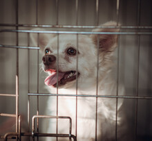 Dog Locked In A Cage,vintage Color Tone