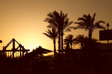 Wall Mural - tropical paradise Sunset palms palm tree sunset sun golden hour orange summer beach sunset sun behind palms sunrise