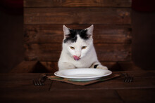 The Cat Eats Sausage, Sits On A Wooden Chair At The Table. The Cat Is Eating