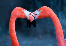 Beautiful Kissing Beak Touching  Bright Pink Flamingo Wild Birds Mating In The Wild