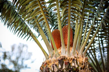 Cycad Plant With Seed Cones
