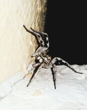 Close-up Of Spider On Wall
