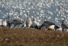 Flock Of Geese On Beach