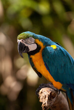Blue And Gold Macaw Bird Ara Ararauna Perches In Captivity In Florida