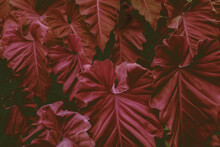 Full Frame Shot Of Red Flowering Plants