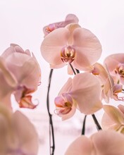 Close-up Of Pink Orchid Flowers