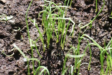 Canvas Print - Onion cultivation in the vegetable garden. Sowing and germination. 