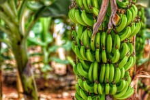 Close-up Of Bananas Growing On Tree