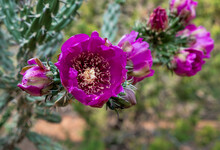 Closeup View Of A Purple Tree Cholla Flower In New Mexico USA
