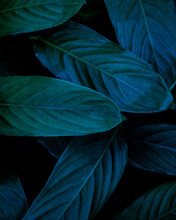 Full Frame Of Green Leaves Texture Background. Tropical Leaf