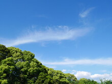 Low Angle View Of Trees Against Blue Sky