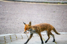 Urban Fox Carrying Food Scraps, England, Uk