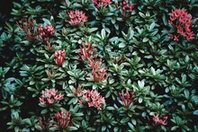 Close-up Of Red Flowering Plants