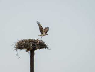 Wall Mural - osprey leaving her nest 
