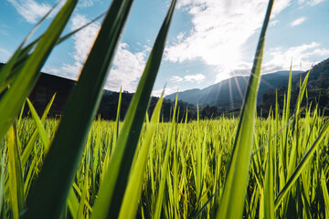 Poster - Rice fields on the mountain in the evening