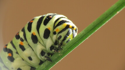 Wall Mural - Bruco Papilio Machaon