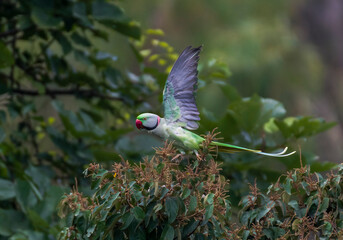 An alexandrine parakeet or alexandrine parrot flying and displaying its wings